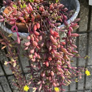 ルビーネックレス,我が家のお花,フェンスの画像