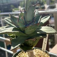 ガーデニング,ウッドデッキ,多肉ジャングル,秋の寄せ植え☘️,緑が鮮やかの画像