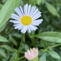 エリゲロン,ペラペラヨメナ,ペラペラヨメナ,ペラペラヨメナ(源平小菊),エリゲロン（ペラペラヨメナ）の画像