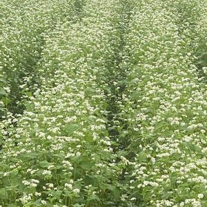 ソバ,花のある暮らし,緑のある暮らし,秋の空,蕎麦畑の画像