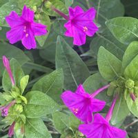 オシロイバナ,ブラキカム,フロックス,ヨメナ,花のある暮らしの画像