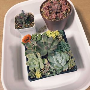 寄せ植え,多肉植物の画像