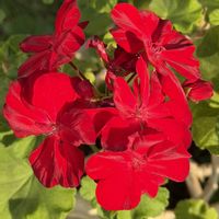 アイビーゼラニウム,ゼラニウム,花のある暮らし,がんばる♡,しぞーか勢の画像