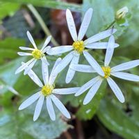 ガザニア,さつまいも,スウィートアリッサム,千日紅エレスチャル,シラヤマギク シロヨメナの画像