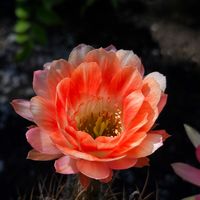 サボテン,花サボテン,多肉植物,サボテンの花,花のある暮らしの画像