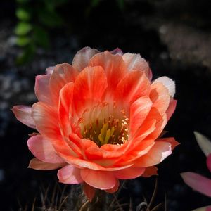 サボテン,花サボテン,多肉植物,サボテンの花,花のある暮らしの画像