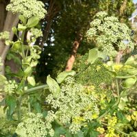 アシタバ,アシタバ,キアゲハの幼虫,多年草,公園散歩の画像