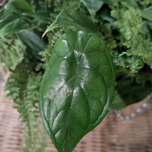 観葉植物,種から,植物のある暮らし,アロカシア属,こまりねこ 寄せ植え アンス&シダの画像