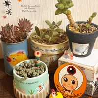 月兎耳,碧魚連,碧魚連,兎耳,パキフィツム コンパクツムの画像