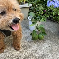 ルリマツリ,レモン,お花大好き,お花のある暮らし,ワンワン祭りの画像