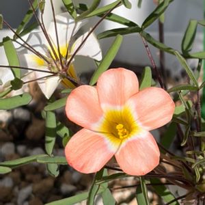 オキザリス,秋咲きオキザリス,Oxalis Andromeda,Oxalis Andromeda,Oxalis Flamingoの画像