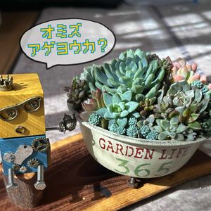 ギャザリング,秋のおでかけ,オシャレな鉢,ロボットちゃん,多肉さん寄せ寄せの画像