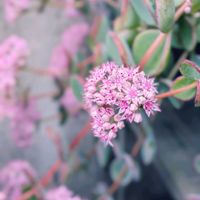 ミセバヤ,多肉植物,観葉植物,植え替え,初心者の画像