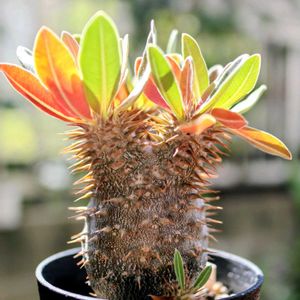 恵比寿大黒,パキポディウム　恵比寿大黒,多肉植物,紅葉する多肉,塊根植物の画像