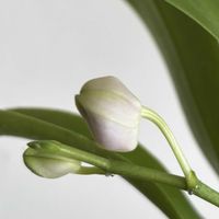 胡蝶蘭,Paph.bellatulum,パフィオぺディラム,パフィオペディラム ベラチュラム,Dtps. Kenneth Schubertの画像
