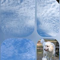 ケイトウ,シュウメイギク,ブライダルベール,わんこ,霧島の秋の画像