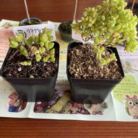 ディクロカウロン ラムローサム,ドロサンテマム ,ミニ盆栽の画像