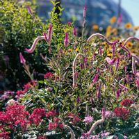 サギソウ,メラレウカ,ジャカランダ,植物園にて～♡,セージとヒマワリの画像