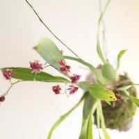 オンシジウム,オンシジューム　トゥインクル,観葉植物,グリーンインテリア,成長記録の画像