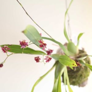 オンシジウム,オンシジューム　トゥインクル,観葉植物,グリーンインテリア,成長記録の画像