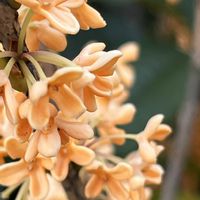 キンモクセイ,キンモクセイ,キンモクセイ,キンモクセイ（金木犀）,オレンジの花の画像