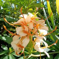 スモークツリー,スモークツリー,ジンジャーリリー,ジンジャーリリー,庭の花を玄関に生けてみましたの画像