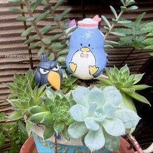寄せ植え,エケベリア属,われら17年組,日曜日はセンペル,さわさんありがとう♡の画像