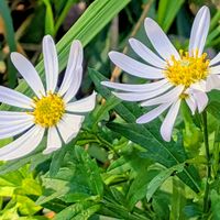 ノコンギク,バコパ,ヨメナ,小菊,秋明菊の画像