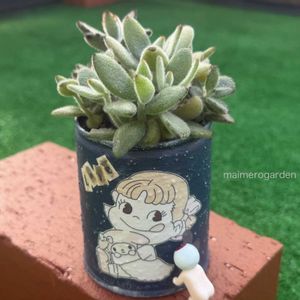 月兎耳,寄せ植え,ウサ耳祭り,みたりんさんのリメ鉢,かえるちゃんのリメ缶の画像