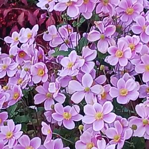 花のある暮らし,植物のある暮らし,ウォーキング,ご近所さん,おでかけ先の画像