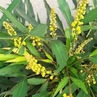 ヒイラギナンテン,所沢祭り,所沢祭り,ウオーキング,コラージュ仲間達の画像