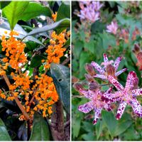 キンモクセイ,ホトトギス,花のある暮らし,庭の画像