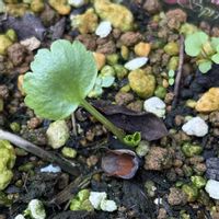 ネリネ,ラナンキュラス,お目覚め,おうち園芸の画像