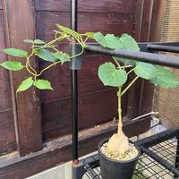 マテレア シクロフィラ,多肉植物,塊根植物,コーデックス,花のある暮らしの画像