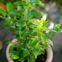 挿し木,置き場所問題,植え替えの季節,身体がしんどい,庭の画像