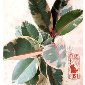フィカス,フィカス,フィカスルビー,観葉植物,可愛いの画像