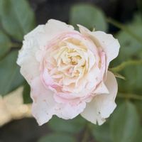 シュウメイギク,ヤブラン,バラ リベルラ,八重咲きペンタス,ルリールの画像