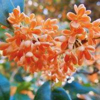 キンモクセイ,金木犀,いい香り,庭の花,季節の花の画像