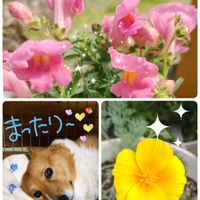 ガウラ,キンギョソウ,ハナビシソウ,タバリア ラビットフット,コギさんの画像