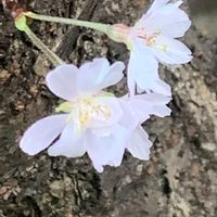 開花,可愛い,綺麗,犬の散歩中,時期外れの画像