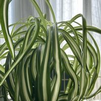 オリヅルラン,オリヅルラン ボニー,観葉植物,斑入り。,窓辺の画像