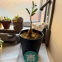 センナ・メリディオナリス,センナ・メリディオナリス,多肉植物,塊根植物,マダエキゾチックの画像