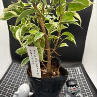 ベンジャミン,観葉植物,フィカス属,ベンジャミナ,楽天の画像