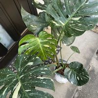 モンステラ,タイコンステーション,タイコンステーション,斑入り。の画像
