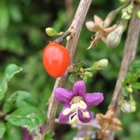 クコ,クコのお花,散歩コース,GSに感謝。,植物観察の画像