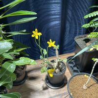 オトンナ トリプリネルビア,観葉植物,塊根植物,開花,オトンナ属の画像