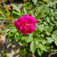 ミニバラ・スイートチャリオット,鉢植え,明るい日陰,プランター,ガーデニング初心者の画像