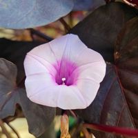 イポメア　モリーナ　ショコラート,鉢植え,明るい日陰,プランター,ガーデニング初心者の画像
