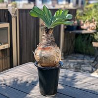 ブーファン・ハエマンソイデス,塊根植物,塊根,冬型塊根, ブーファンの画像