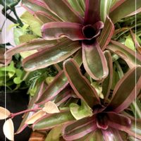 ヤブコウジ,スキミア, ネオレゲリア,寄せ植え,観葉植物の画像